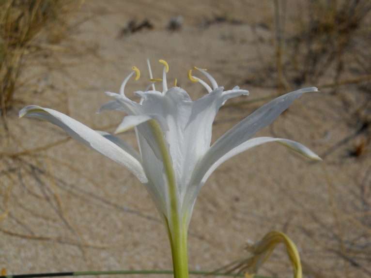 Pancratium maritimum / Giglio marino